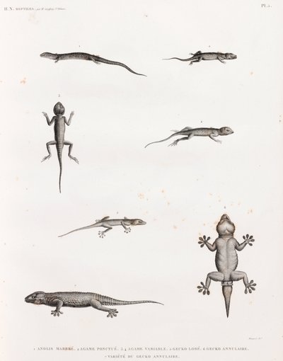 Reptiles: Lagartos y gecos de Unbekannt
