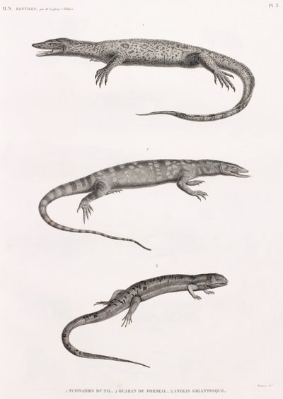 Reptiles: Tupinambis del Nilo de Unbekannt