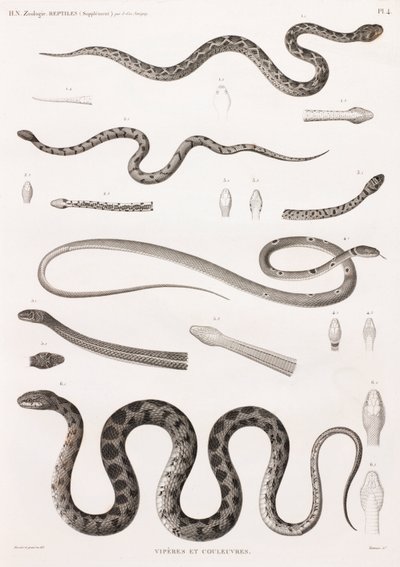 Reptiles: víboras y serpientes de Unbekannt