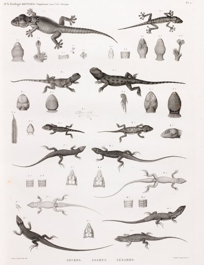 Reptiles: geckos, agamas, lagartos de Unbekannt