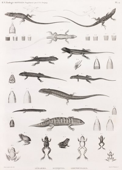 Reptiles: serie de ilustraciones de lagartos, eslizones y ranas de Unbekannt