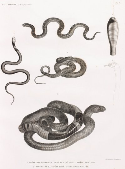 Reptiles: serie de ilustraciones de serpientes de Unbekannt