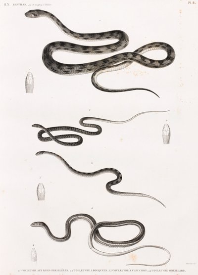 Reptiles: serie de ilustraciones de serpientes de Unbekannt
