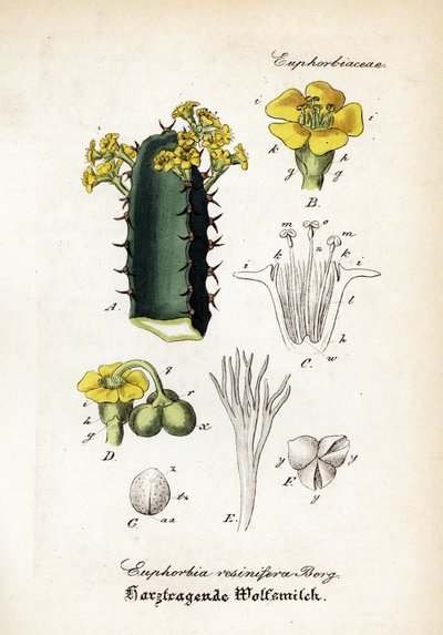 Tártago resinero, Euphorbia resinifera. Grabado en cobre coloreado a mano del Hand-Atlas sammtlicher mediinisch-pharmaceutischer Gewachse del Dr. Willibald Artus. de Unbekannter Künstler