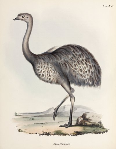 Rea, América del Sur, c 1832-1836 de Unbekannter Künstler