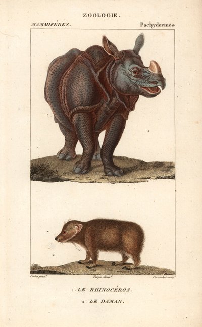 Rhinoceros et daman ou clade - Eau forte de Jean Gabriel Pretre (1780-1845), grabado por Carnonkel, para el diccionario de ciencias naturales: mamíferos de Frédéric Cuvier, editado por Pierre Jean Francois Turpin (1775-1840), publicado por F.G.Levrault, en de Unbekannter Künstler