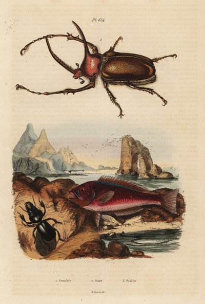 Escarabajo rinoceronte, Golofa porteri 1, pez loro cretense, Scarus creticus 2, y escarabajo Scarites buparius 3 de Unbekannt