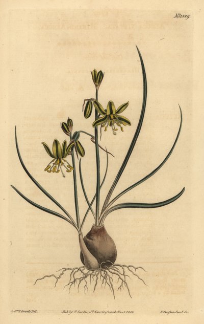 Albuca riband, Albuca vittata de Unbekannt
