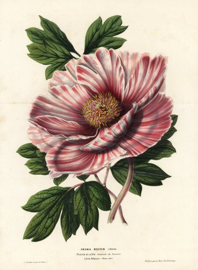 Peonía listada de Flandes, híbrido, Paeonia moutan vittata, var. rubanee de Flandes. Litografía coloreada a mano por L. Stroobant de la obra de Louis van Houtte y Charles Lemaire Flores de los jardines e invernaderos de Europa, Flore des Serres et des Jard de Unbekannter Künstler