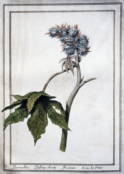 Ricinus communis de Unbekannter Künstler