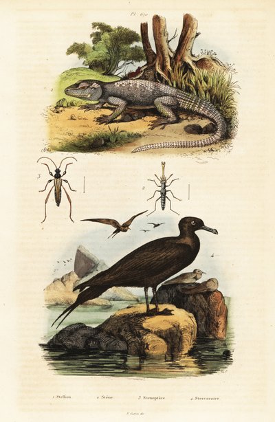 Agama de roca y jaeger parástico.,1834-1839 (grabado) de Unbekannter Künstler