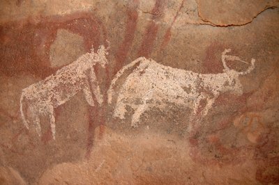 Arte rupestre, Prehistoria: Pintura rupestre de ganado blanco y bicolor en un refugio ornamentado, en el macizo de Uweinat, Sudán (Karkur-Talh o Karkur Talh). Período de 8000 a 3000 años a.C. Fotografía de Unbekannt