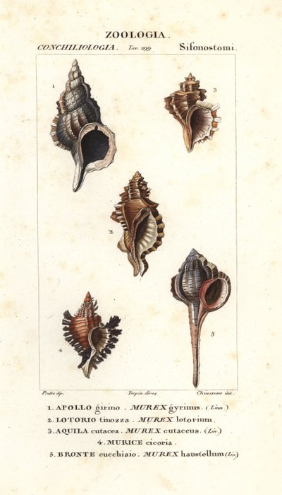 Caracoles de roca del "Diccionario de Ciencias Naturales" de Jussieu, Florencia, Italia de Unbekannter Künstler