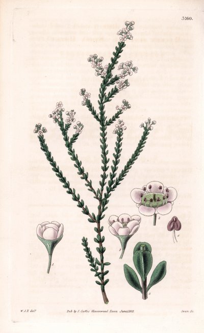 Rock thryptomene, Thryptomene saxicola (Arbusto rocoso del suroeste de Australia) (Baeckea pétrea, Baeckea saxicola). Grabado en cobre coloreado a mano por Swan a partir de una ilustración de William Jackson Hooker del "Botanical Magazine" de Samuel Curtis de Unbekannter Künstler