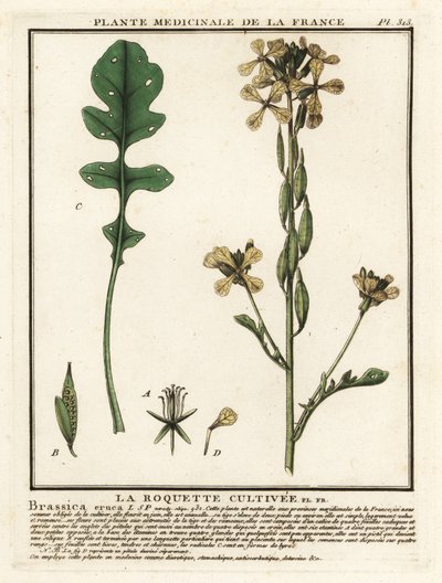Rúcula o rúcula, Eruca vesicaria. de Unbekannter Künstler