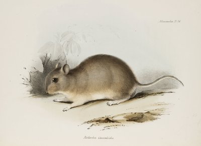 Roedor, c 1832-1836 de Unbekannter Künstler
