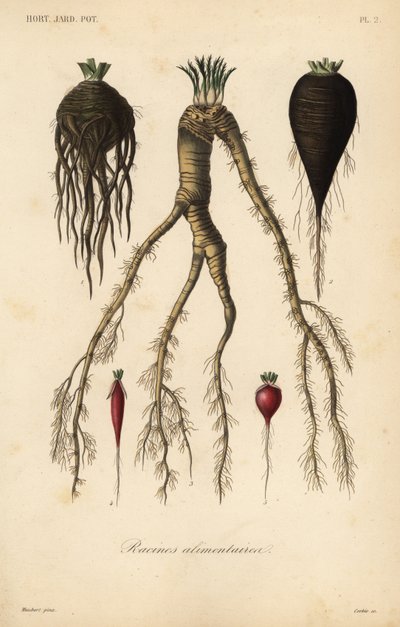 Verduras de raíz de Unbekannt