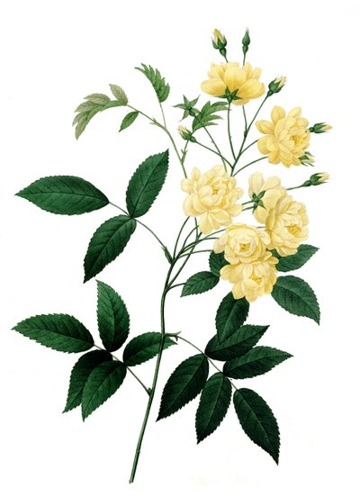 Rosa Bancks var. con flores amarillas, Rosa banksiae, Rosa Banks de Unbekannter Künstler