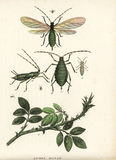Pulgón rosado, Aphis rosae, sobre rosal. Litografía coloreada a mano de la Galería de Historia Natural de Georg Friedrich Treitschke, Naturhistorischer Bildersaal des Thierreiches, Liepzig-1842. de Unbekannter Künstler