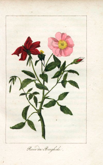 Rosa de Bengala, Rosa indica. Grabado en cobre coloreado a mano de una ilustración de la Srta. Prudhomme de "Hommage rendu a la Rose", París, hacia 1815. Libro de regalo con la historia de la rosa y una docena de miniaturas botánicas. de Unbekannter Künstler