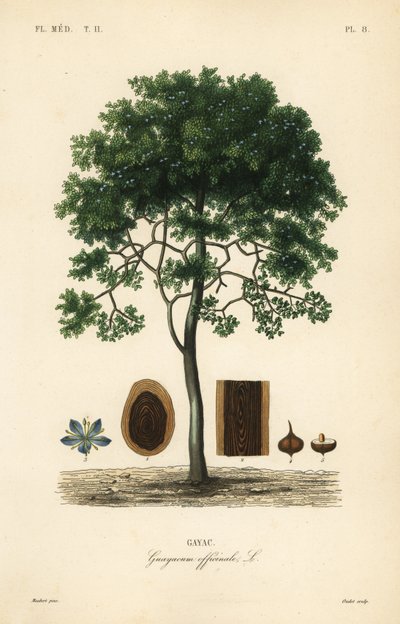 Guayacán, Guaiacum officinale de Unbekannt
