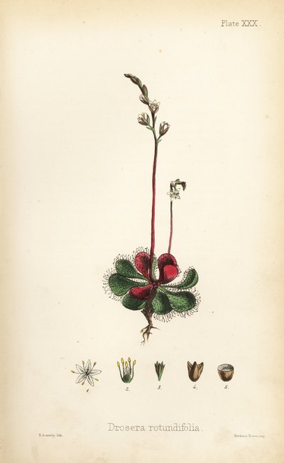 Drosera de hoja redonda, Drosera rotundifolia. Litografía coloreada a mano por Henry Sowerby de la Flora Homeopathica de Edward Hamilton, Bailliere, Londres. de Unbekannter Künstler
