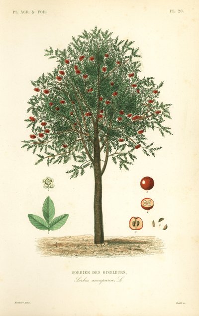 Serbal o fresno de montaña, Sorbus aucuparia, Sorbier des oiseleurs de Unbekannt