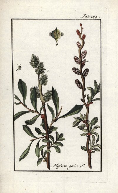 Pimienta real o mirto de los pantanos (Myrica gale). Litografía de "Afbeelding der Artseny-Gewassen" de Johannes Zorn (1739-1799), Países Bajos. de Unbekannter Künstler