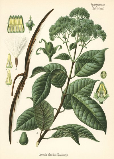 Árbol del caucho, Urceola elastica. Cromolitografía según una ilustración botánica de Hermann Adolph Koehler