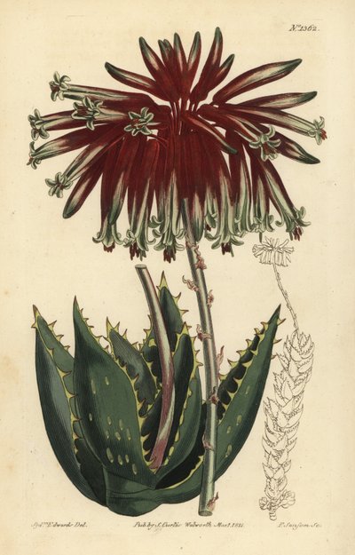 Áloe escombro o áloe mitra, Aloe perfoliata de Unbekannt