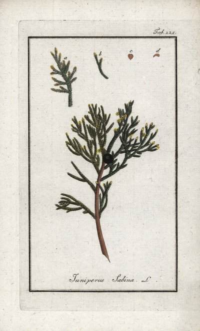 Enebro sabino (Juniperus sabina). Litografía de "Afbeelding der Artseny-Gewassen" de Johannes Zorn (1739-1799), Países Bajos. de Unbekannter Künstler