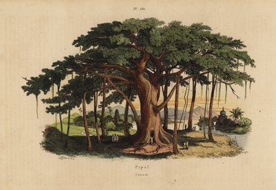Higuera sagrada o árbol peepal, Ficus religiosa de Unbekannt