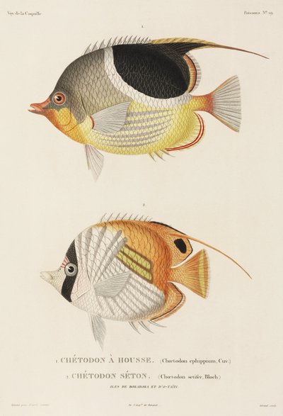 Peces mariposa Saddleback y Auriga, Pacífico Sur de Unbekannter Künstler