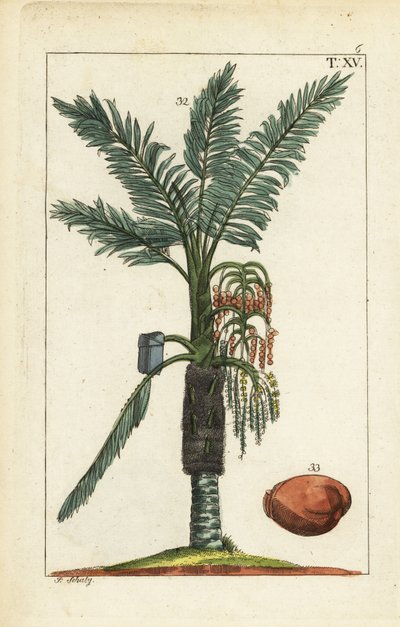 Palmera sagú, Metroxylon sagu. de Unbekannter Künstler