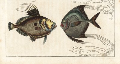 Santa piedra (o gallina de mar, doree o zee) - hilo de zapatero (o carangue de pluma) - John Dory, Zeus faber 126, y pámpano africano, Alectis ciliaris 127. Grabado en cobre coloreado a mano de la Enciclopedia de Historia Natural de Gottlieb Tobias Wilhelm de Unbekannter Künstler