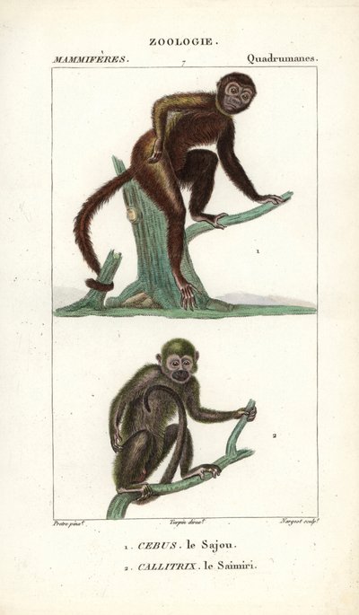 Sajou o saphogano o capuchino y saimiri o mono ardilla - Eau forte de Jean Gabriel Pretre (1780-1845), grabado por Carnonkel, para el diccionario de ciencias naturales: mamíferos de Frederic Cuvier, editado por Pierre Jean Francois Turpin (1775-1840), publ de Unbekannter Künstler