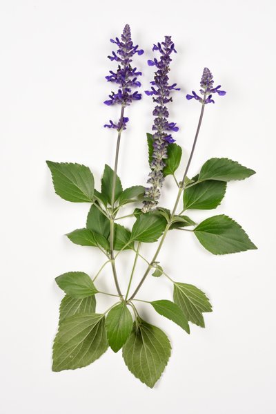 Salvia longispicata (s) farinacea/Big Blue/Salvia híbrida de Unbekannt