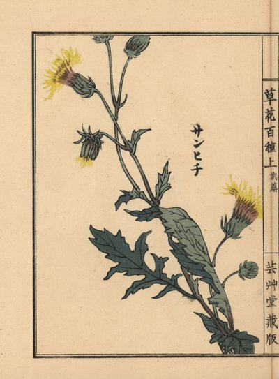 Sanhichisou o pasión púrpura japonesa, Gynura japonica. Grabado en madera coloreado a mano por Kono Bairei de Kusa Bana Hyakushu (Cien variedades de flores), Tokio, Yamada. de Unbekannter Künstler