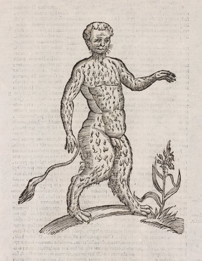 Satyri altera species de Unbekannt