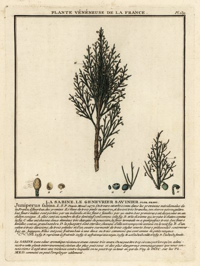 Savin enebro o sabina, Juniperus sabina. de Unbekannter Künstler