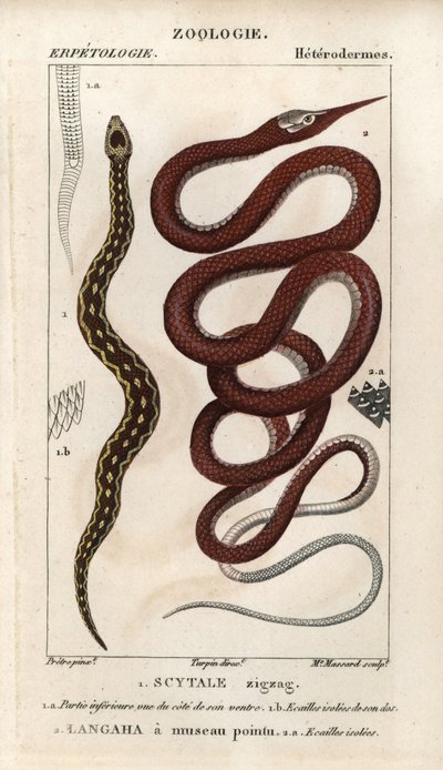 Víbora escamosa, scytale zigzag, Echis carinatus, y serpiente hocicuda de Madagascar, langaha a pointu snout, Langaha madagascariensis. Grabado a mano en estípula de cobre del "Diccionario de ciencias naturales" de Jussieu, 1816-1830. Los volúmenes sobre p de Unbekannter Künstler