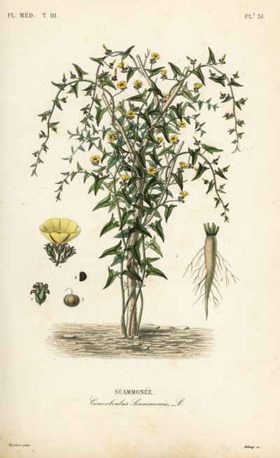 Escamonea, Convolvulus scammonia, Scammonee de Unbekannt