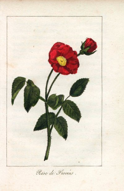 Rosa escarlata de Provenza, rosa de Provins, Rosa gallica. Grabado en cobre coloreado a mano de una ilustración de la Srta. Prudhomme de "Hommage rendu a la Rose", París, hacia 1815. Libro de regalo con la historia de la rosa y una docena de miniaturas bot de Unbekannter Künstler