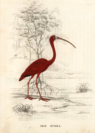 Ibis escarlata, Eudocimus ruber (Ibis rubra). Grabado en acero coloreado a mano de la Galería de Historia Natural de Georg Friedrich Treitschke, Naturhistorischer Bildersaal des Thierreiches, Liepzig. de Unbekannter Künstler
