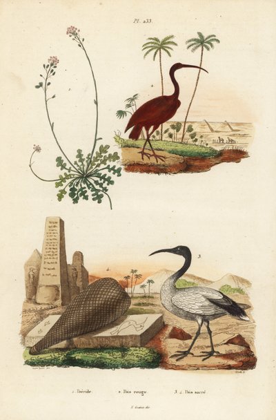 Ibis escarlata, Eudocimus ruber, ibis sagrada africana, Threskiornis aethiopicus, y alhelí, Iberis sempervirens de Unbekannt