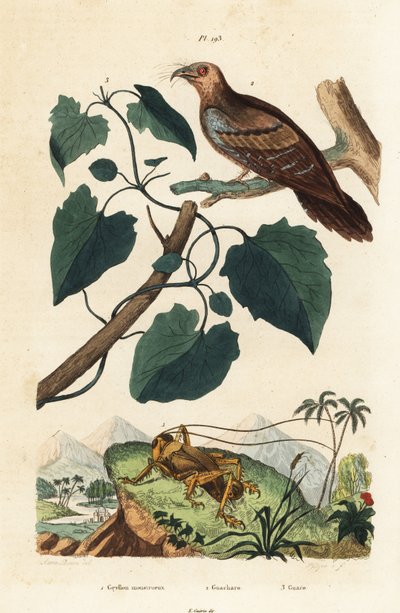 Grillo Schizodactylus monstrosus 1, guácharo, Steatornis caripensis 2, y enredadera Mikania guaco 3 de Unbekannt