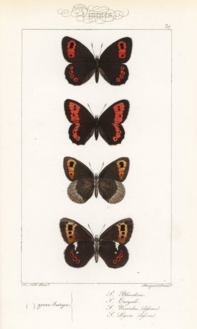 Argus escocés, Erebia aethiops, camachuelo grande, Erebia euryale, camachuelo otoñal, Erebia neoridas (ventral), y castaño de Arran, Erebia ligea (ventral). Grabado en acero coloreado a mano por los hermanos Pauquet a partir de una ilustración de Alexis Ni de Unbekannter Künstler