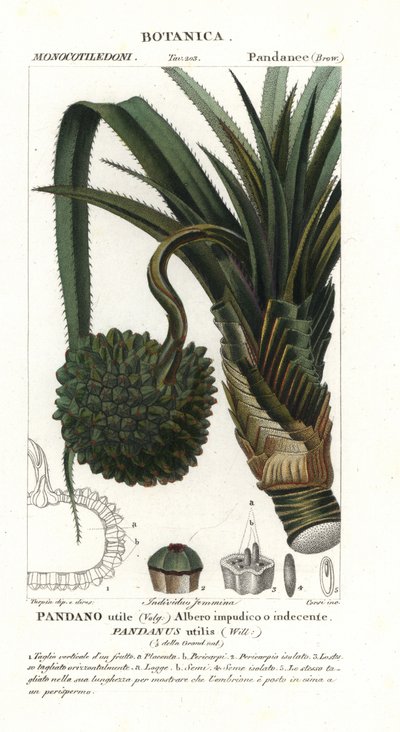 Pino piñonero, Pandanus utilis de Unbekannter Künstler
