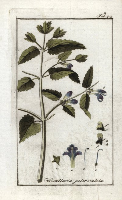 Scutellaire con casco o gran sombrero (Scutellaria galericulata). Litografía de "Afbeelding der Artseny-Gewassen" de Johannes Zorn (1739-1799), Países Bajos. de Unbekannter Künstler