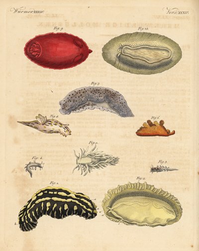 Babosas marinas: Phyllidia varicosa 1,2, Tergipes limacina 3,4, Aeolidia papillosa 5, Scyllaea pelagica 6, Tritonia hombergii 7, Polycera quadrilineata 8, y Platydoris argo 9,10. Grabado en cobre coloreado a mano del Bilderbuch fur de Unbekannter Künstler